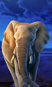 African Elephant